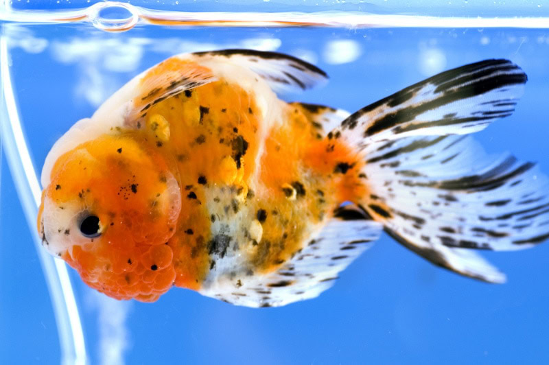 goldfish floating upside down
