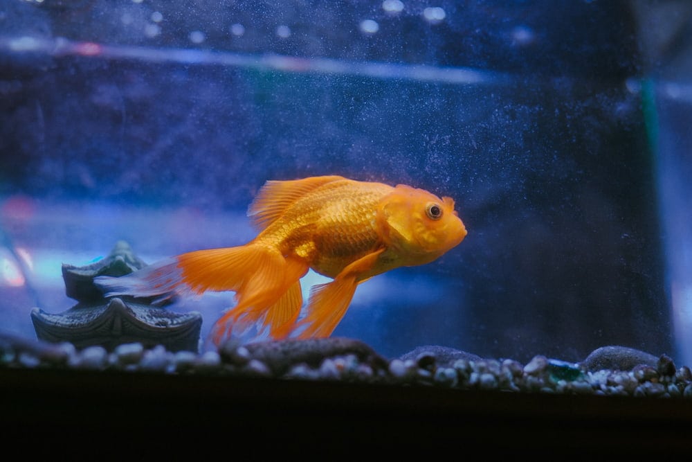 goldfish in a fish tank