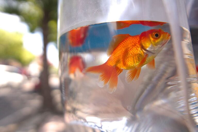 How to Transport Fish: 7 Vet-Approved Tips & Tricks | The Vet Desk