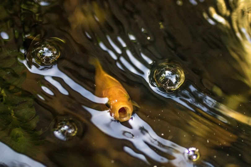 goldfish in a pond