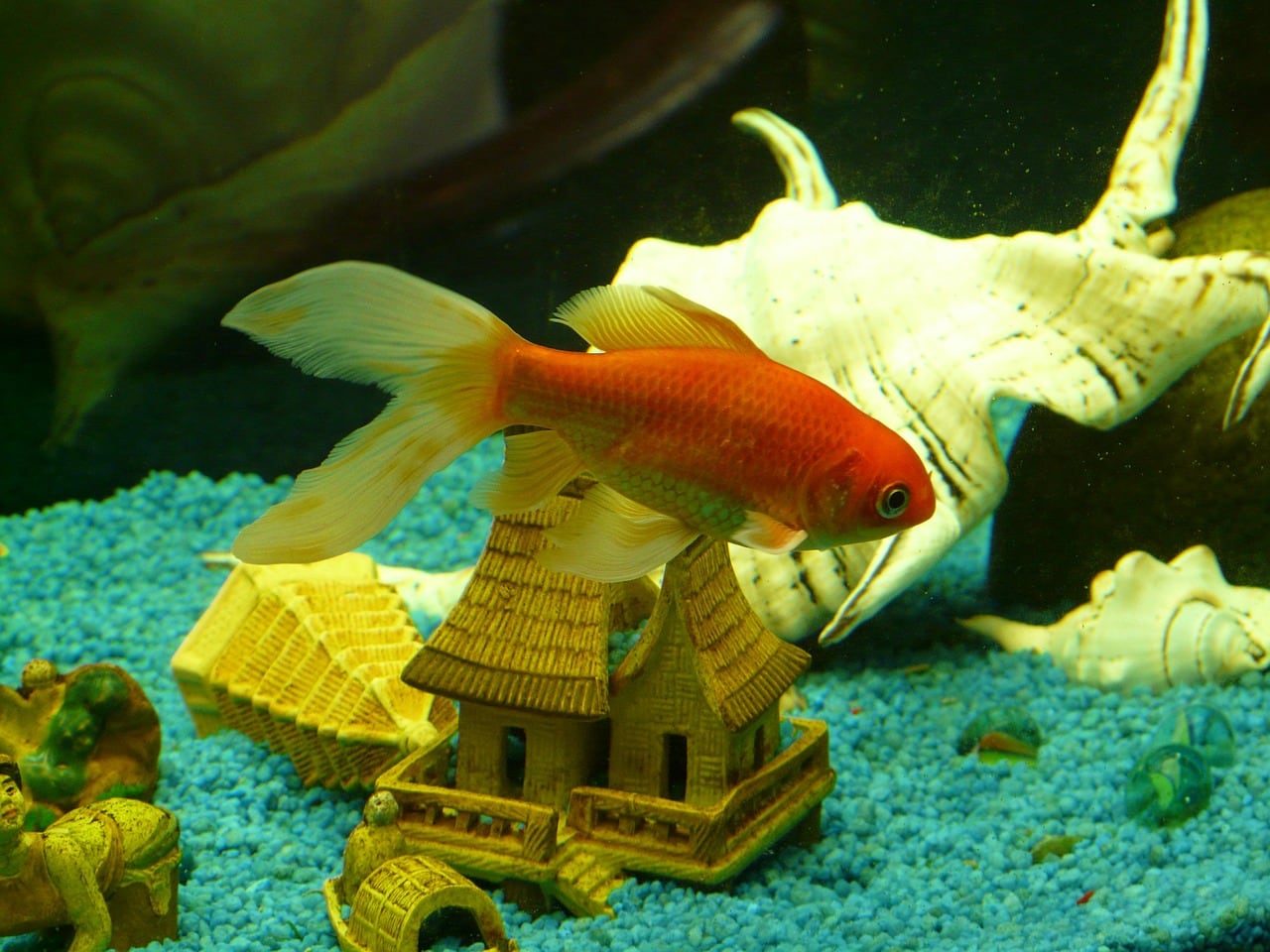 goldfish in aquarium