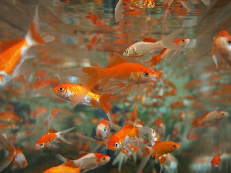 goldfish in aquarium