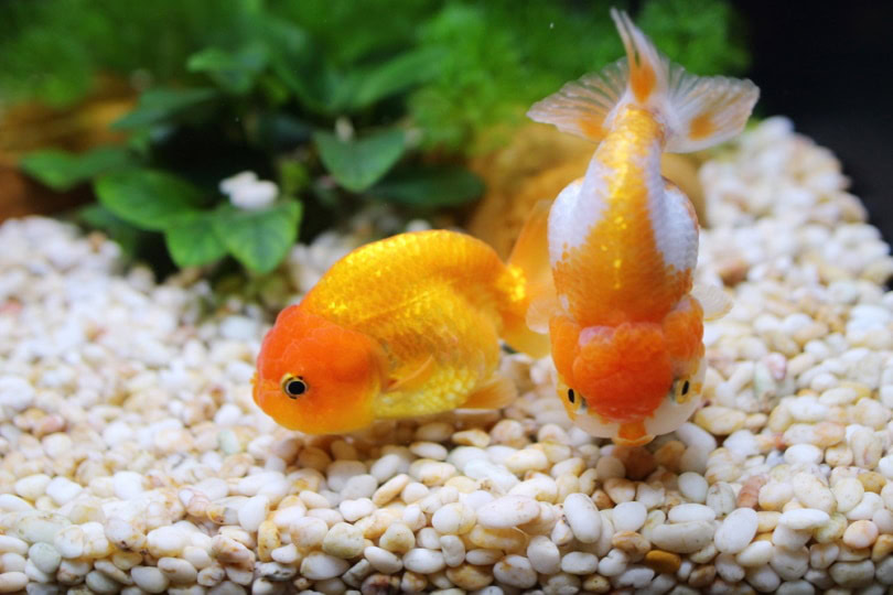 goldfish in aquarium