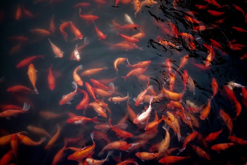 goldfish in pond