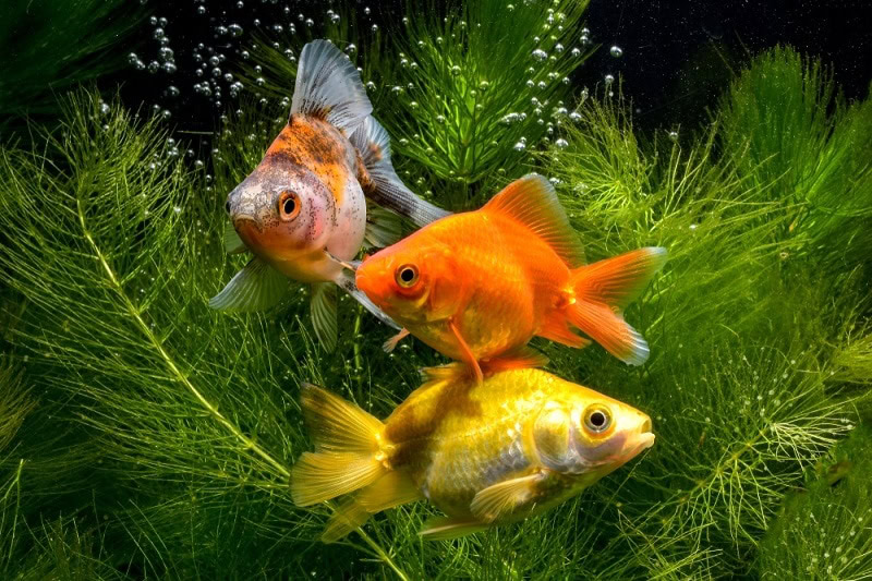 goldfish plant_gunungkawi, Shutterstock