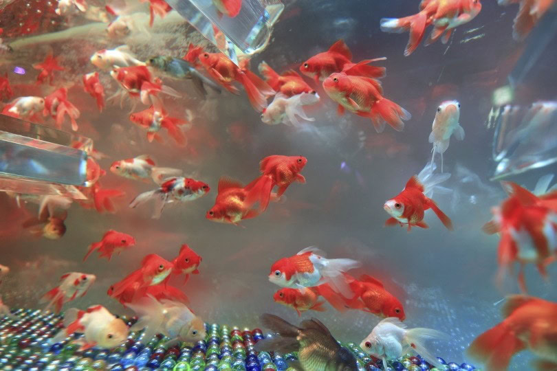 goldfish tank_Piqsels