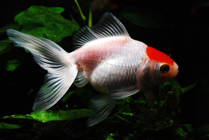 goldfish white scale
