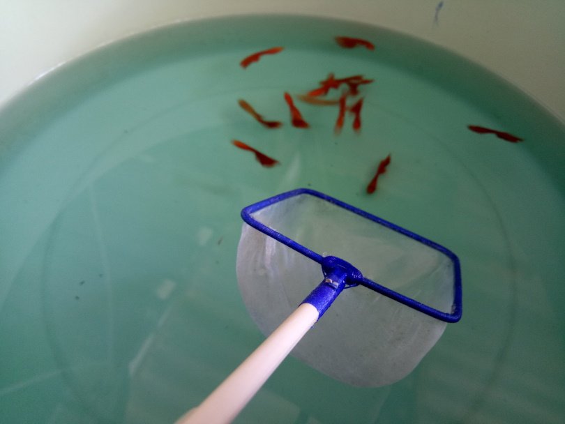 goldfish_AKF Production_Shutterstock