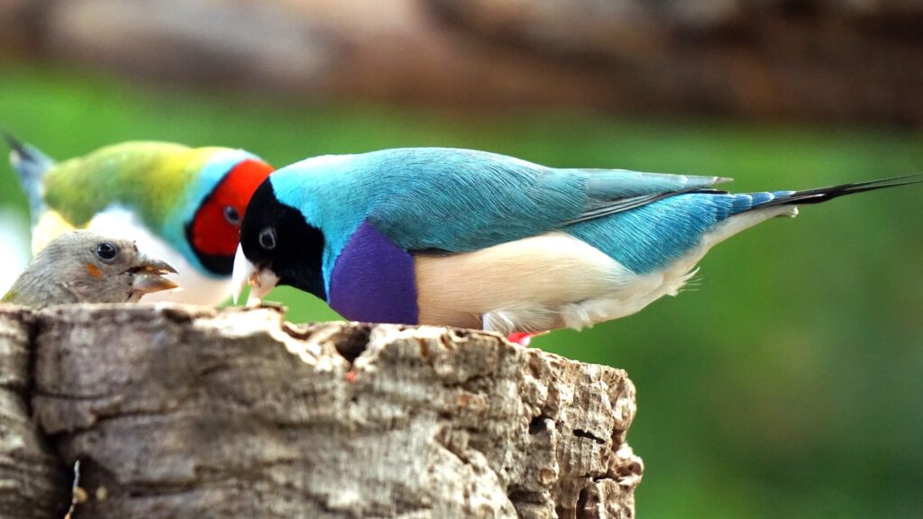 gouldian finch eating_Pixabay