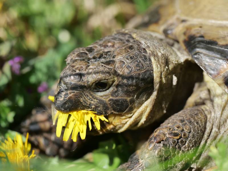grassland tortoise eating dandelion in nature