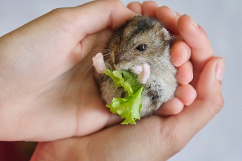 gray Dzungarian hamster eating green leaf of lettuce_VH-studio_shutterstock