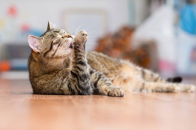gray adult cat lies on the floor and licks the paws