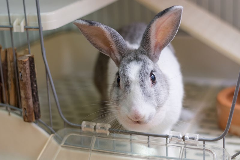 gray and white long eared rabbit inside the cage