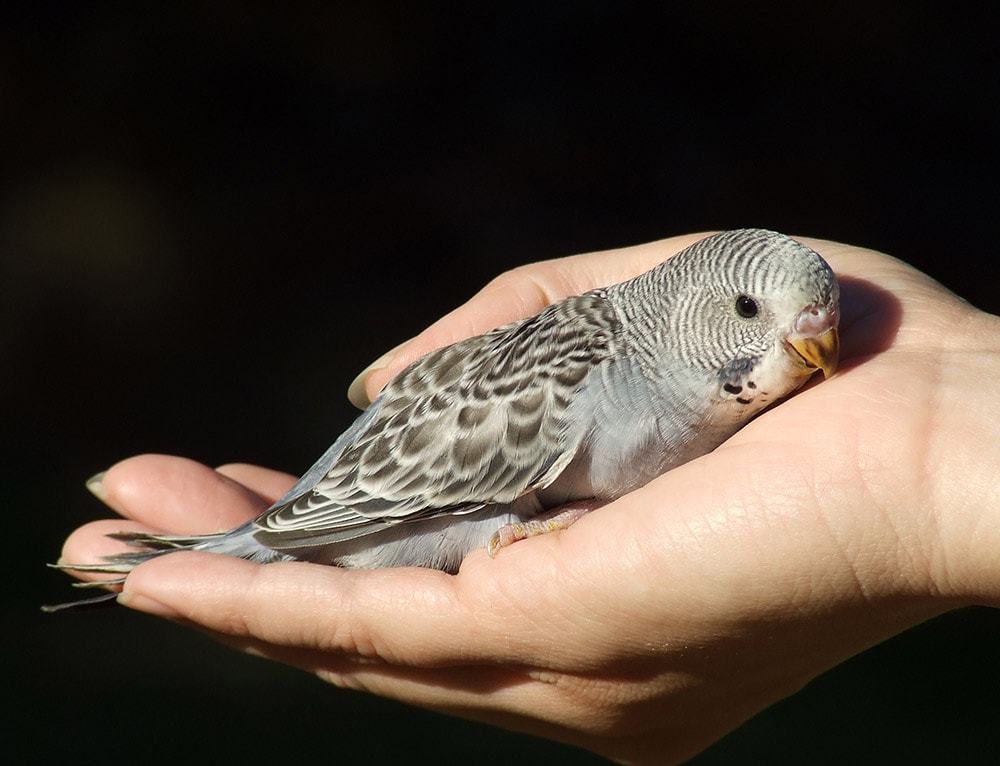 gray budgie on a person's hand