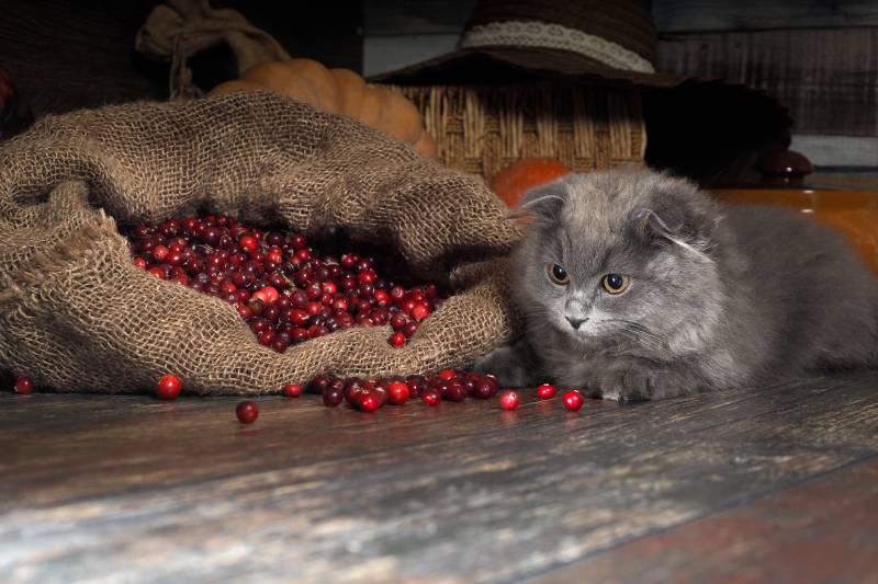 gray cat beside a bag of cranberries