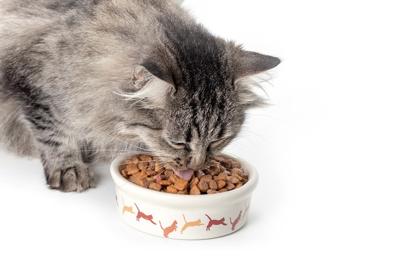 gray cat eating from the bowl