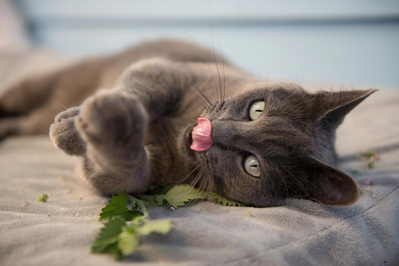Gray Cat Enjoying Fresh Catnip