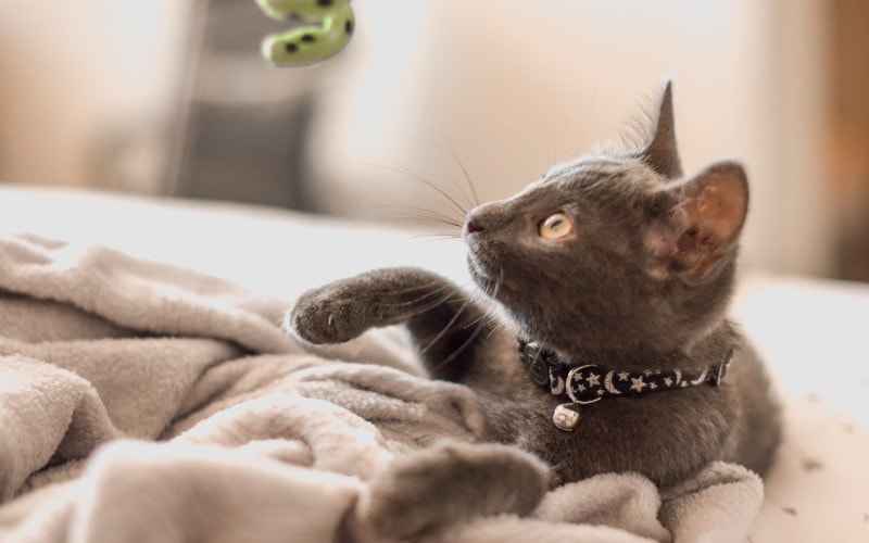 gray cat playing with a dangling toy