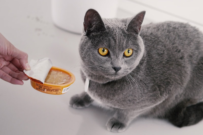 gray cat snubbing cat food