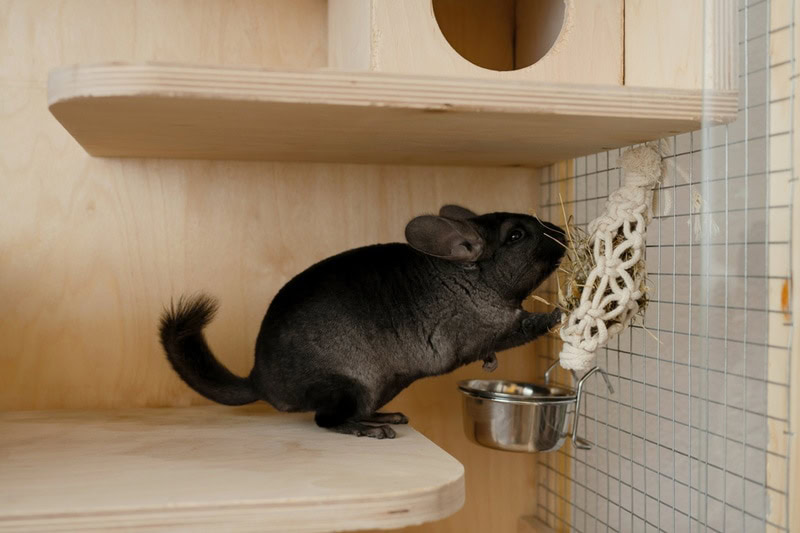 gray chinchilla eating