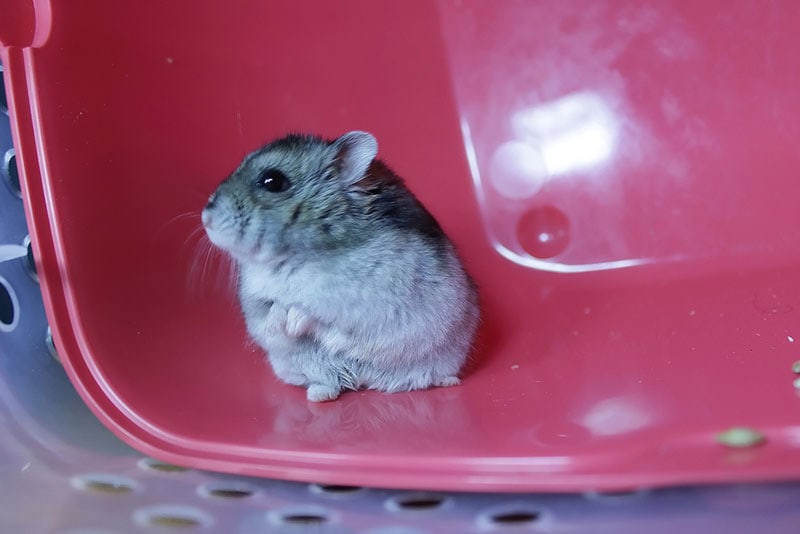 gray hamster in its cage