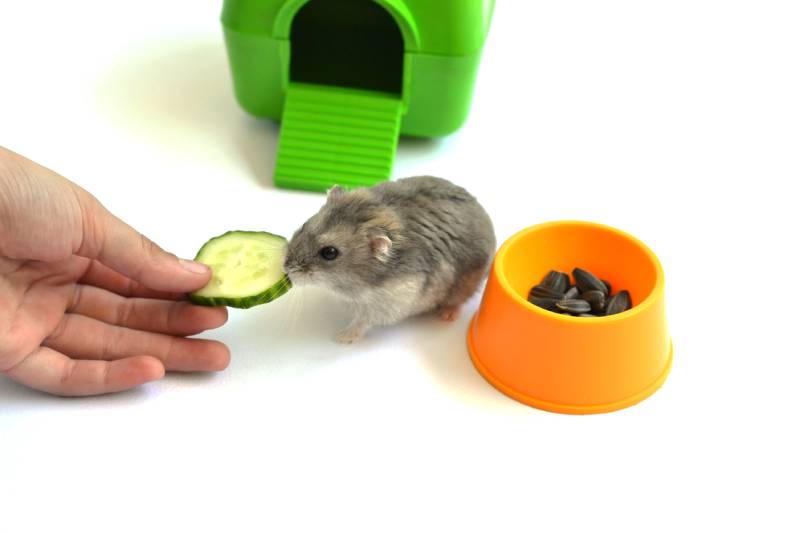 gray hamster is eating a cucumber from a girl's hand near his house