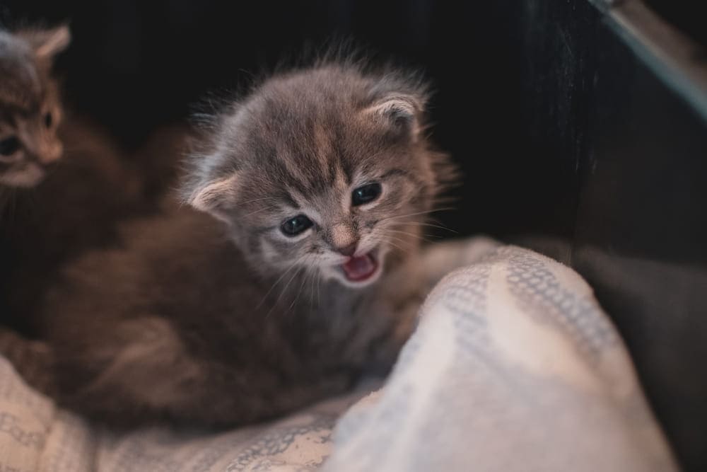gray kitten meowing