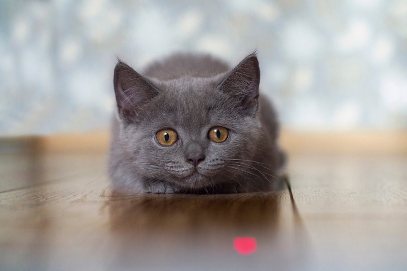 gray kitten playing with laser toy