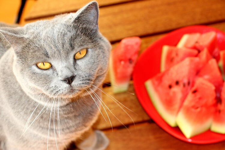 gray scottish shorthair cat sitting with watermelon