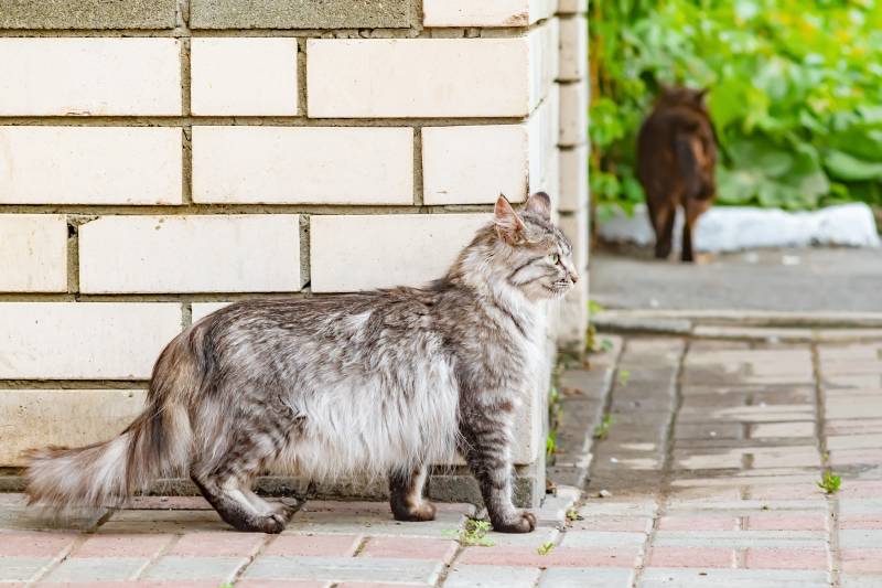 gray striped fluffy Siberian cat stands near a brick wall