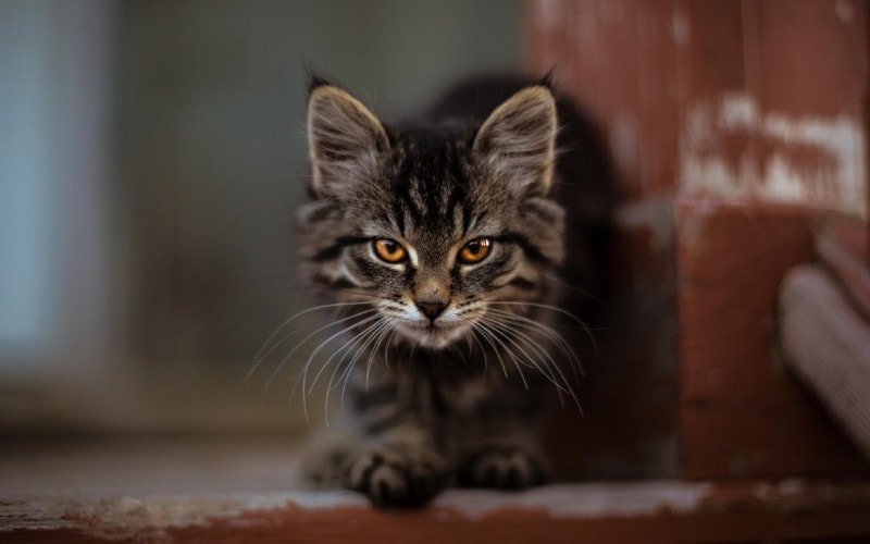 gray tabby cat crouched at the doorway