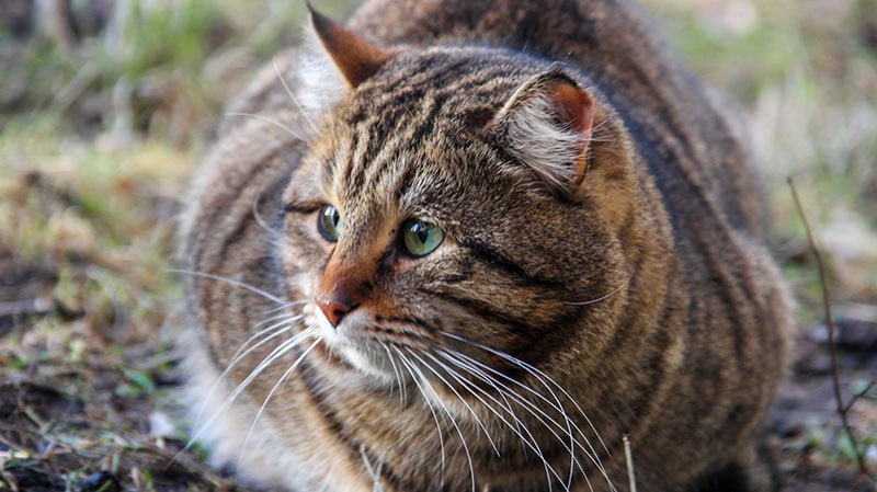 gray tabby cat lying on the ground