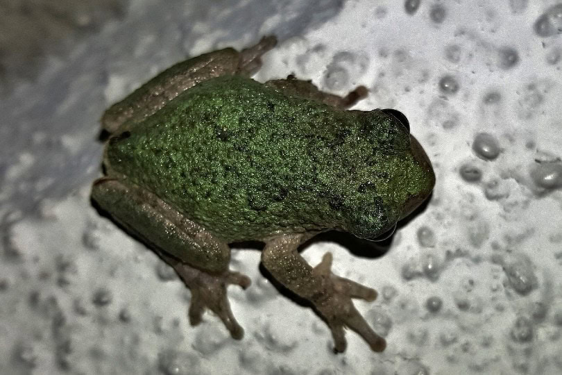 gray tree frog's back