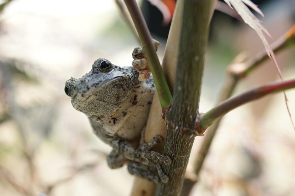 gray treefrog