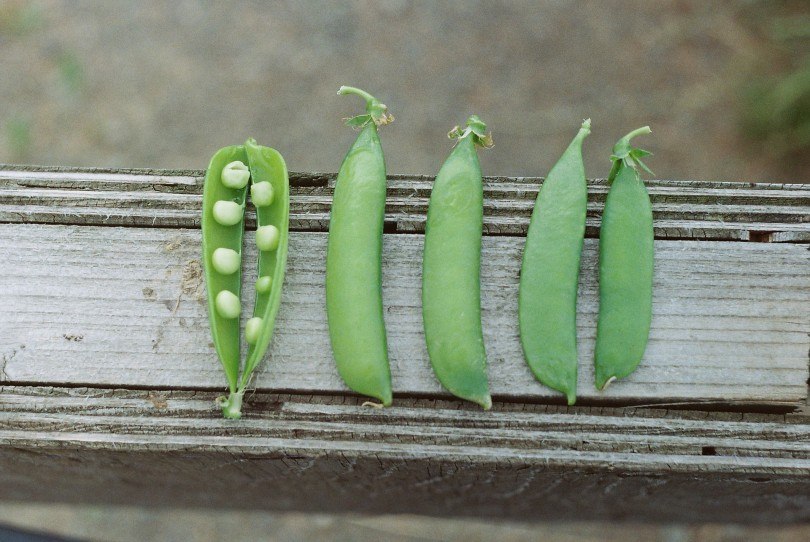 grean peas