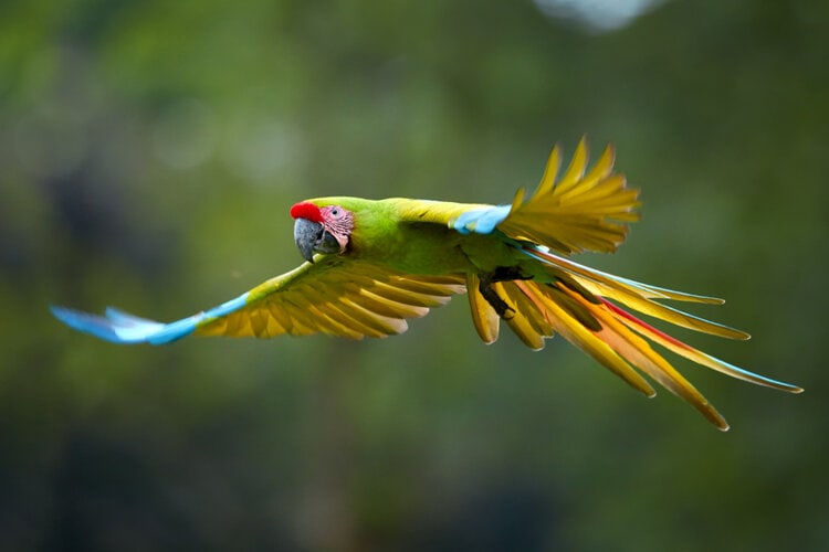 great-green-macaw