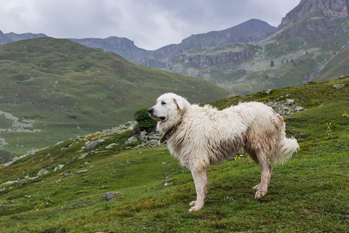 great pyrenees in the mountain