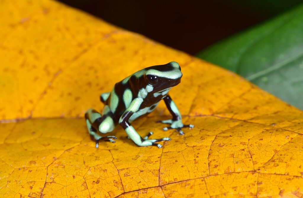 green and black poison dart frog on a leaf