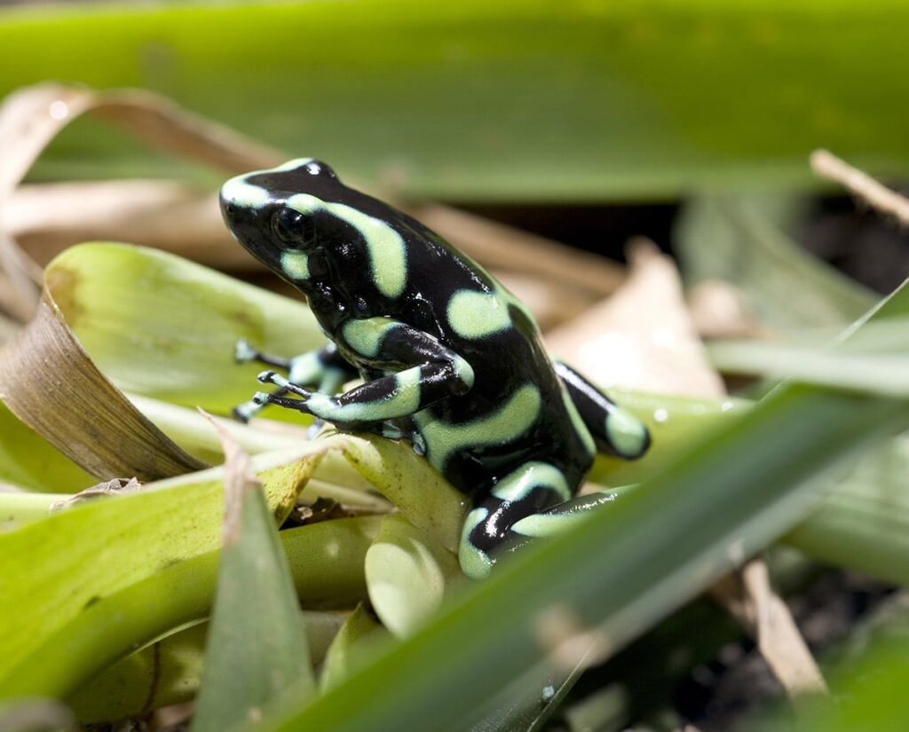 green and black poison dart frog