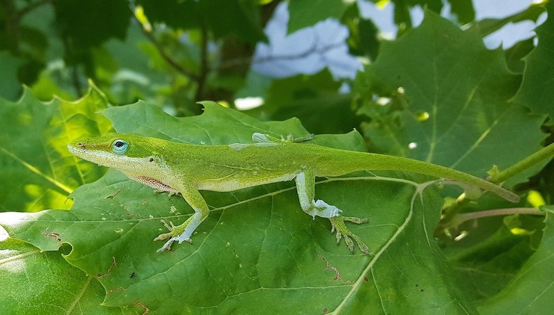 green anole on leaf shedding