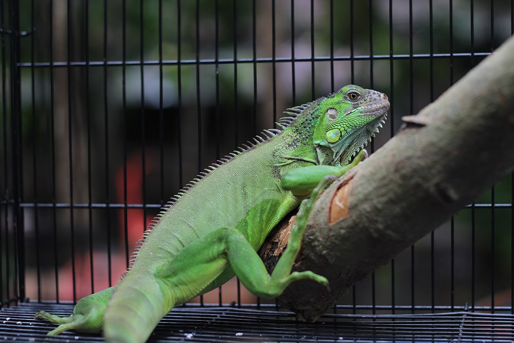 green chameleon in his cage and looks fierce