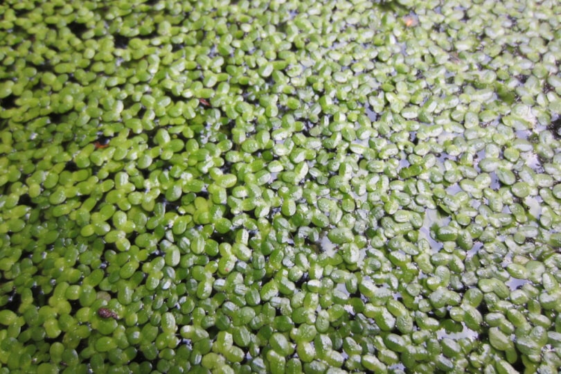 green duckweed