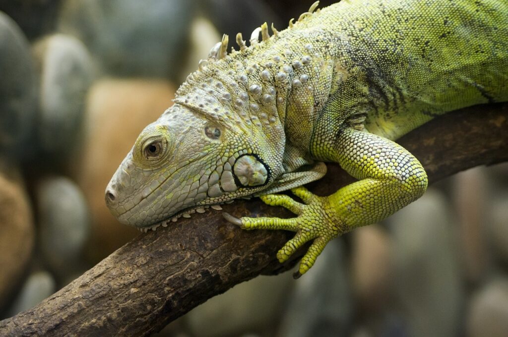 green iguana on a branch