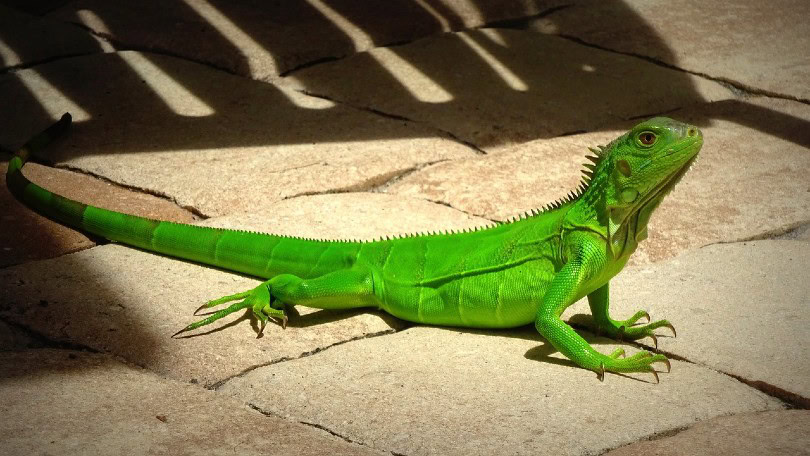 green iguana