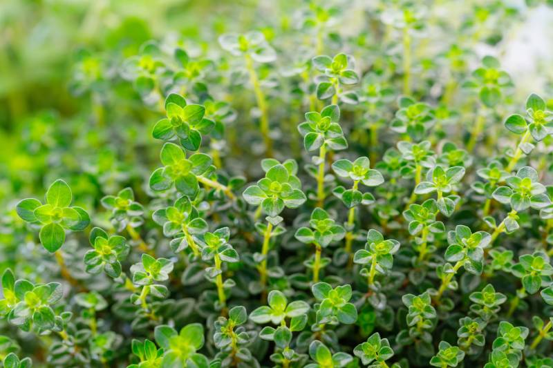 green lemon thyme plant