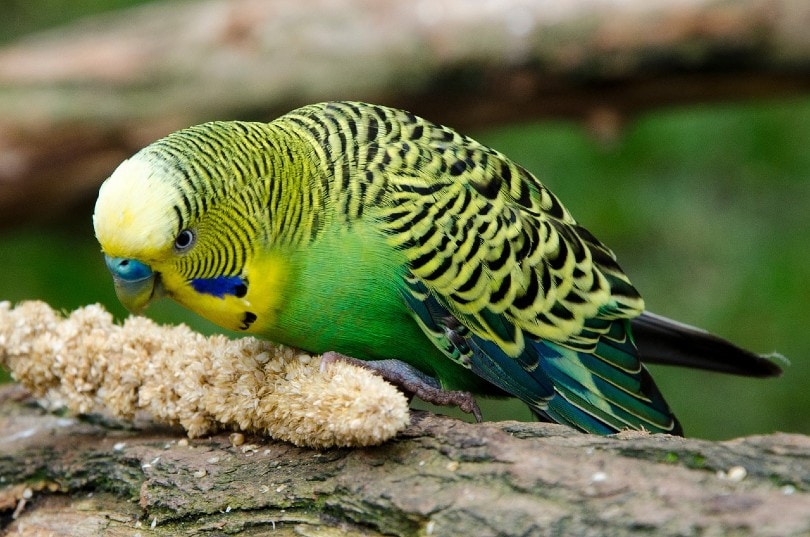 green parakeet feeding