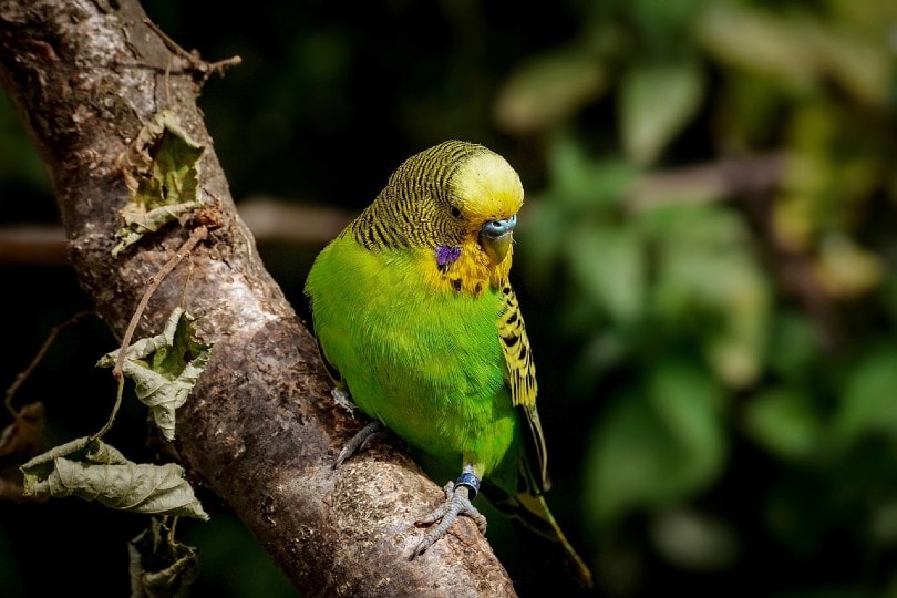 green parakeet in the wild