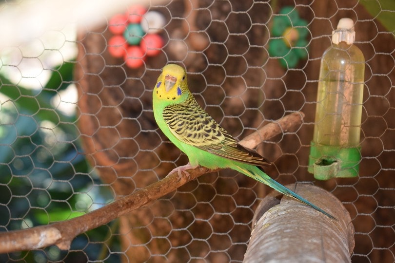 green parakeet inside cage