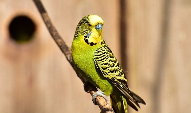 green parakeet on branch
