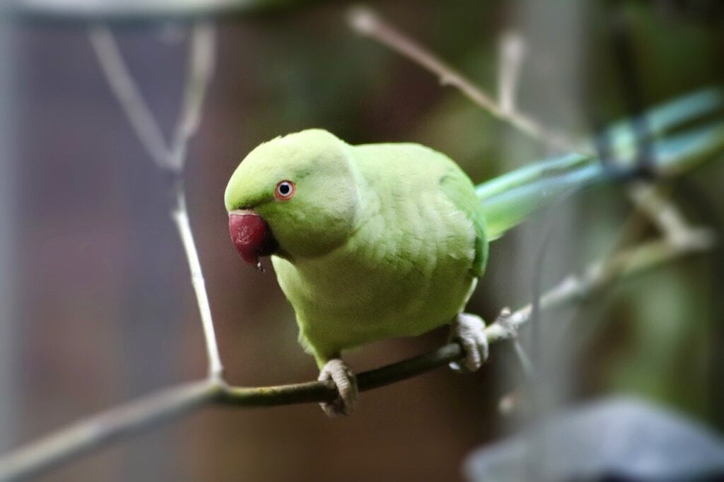 green parakeet